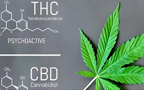 依利特參與起草的工業(yè)大麻團(tuán)體標(biāo)準(zhǔn)已經(jīng)實(shí)施了！